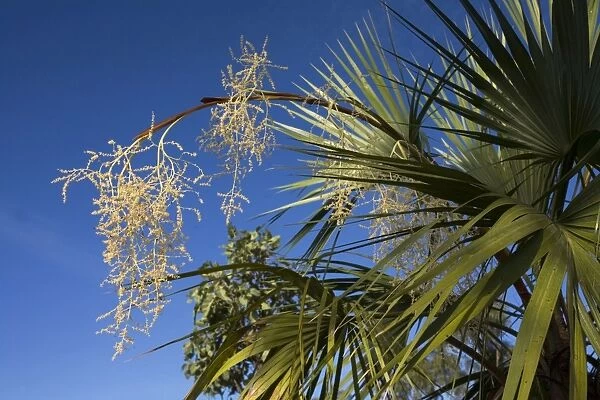 Fan Palm flower This species is endemic to the Mitchell Plateau of the Kimberley region of Western Australia