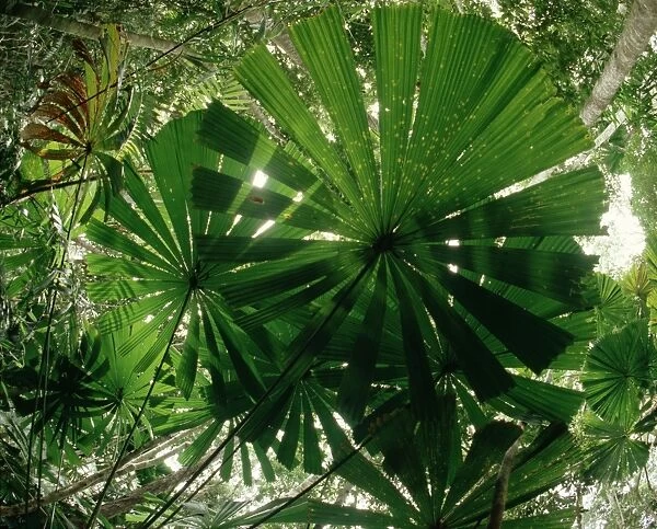 Fan Palm - With sunlight from above - Lowland rainforest, North Queensland, Australia JPF23066