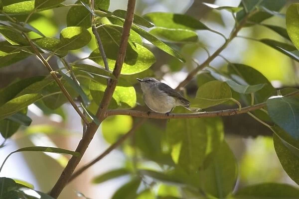 Fan-tailed Gerygone Endemic to Rennell in the Solomon Islands, Vanuatu, mainland New Caledonia, Mare Island and Isle des Pins. Common from forests through to gardens. At Ouasse on the east coast of New Caledonia