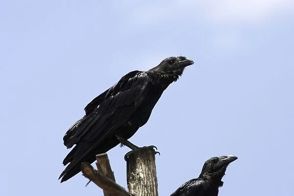 Fan-tailed Raven. WAT-11559. Fan-tailed Raven