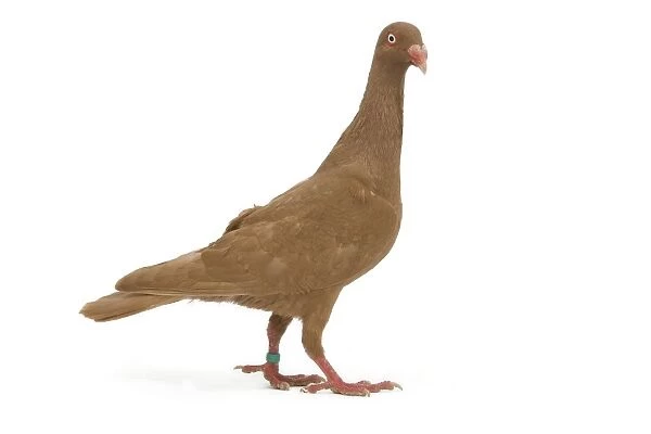 Fancy Pigeon breed - Danish Tumbler yellow - in studio