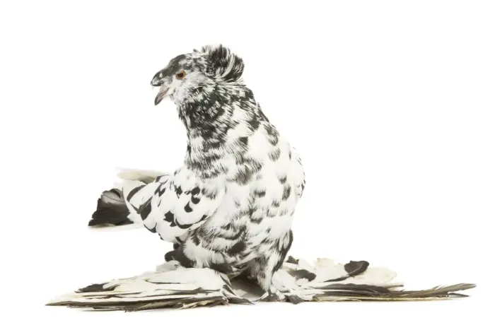 Framed Print : Fancy Pigeon Breed - German Trumpeter in studio