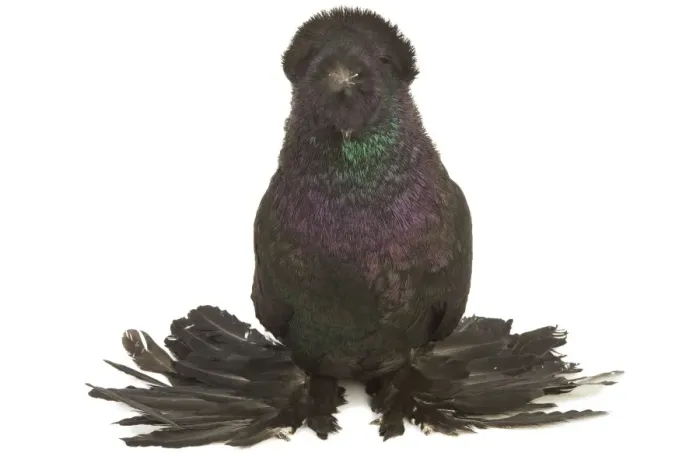 Framed Print : Fancy Pigeon Breed - German Trumpeter in studio Framed Print : Fancy Pigeon Breed - German Trumpeter in studio