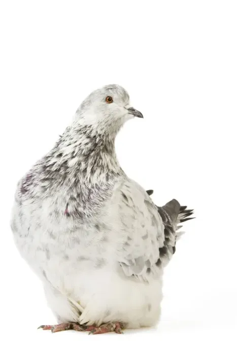 Framed Print : Fancy Pigeon Breed Grisson argente Framed Print : Fancy Pigeon Breed Grisson argente