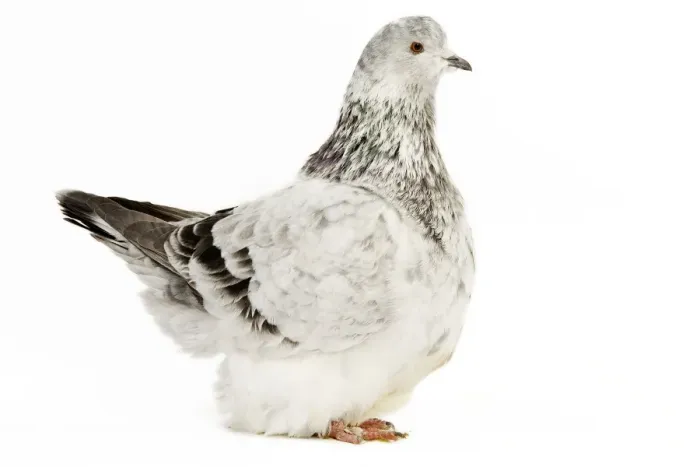 Framed Print : Fancy Pigeon Breed Grisson argente Framed Print : Fancy Pigeon Breed Grisson argente