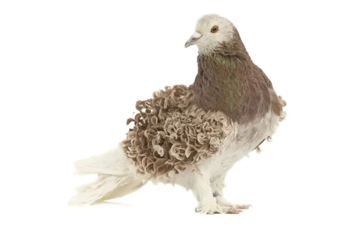 Framed Print : Fancy Pigeon Breed - Hungarian Frillback (Frise hongrois) in studio Framed Print : Fancy Pigeon Breed - Hungarian Frillback (Frise hongrois) in studio