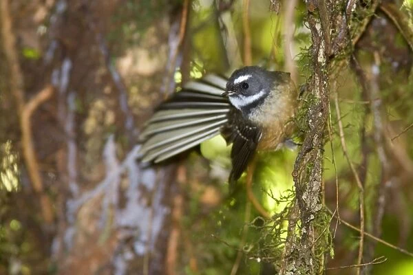 Fantail adult clinging to roots in the undergrowth of a temperate rainforest Waitomo, North Island, New Zealand