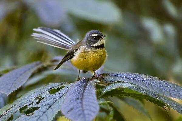 Fantail - adult sits on a plant in the undergrowth of a temperate rainforest Waitomo, North Island, New Zealand