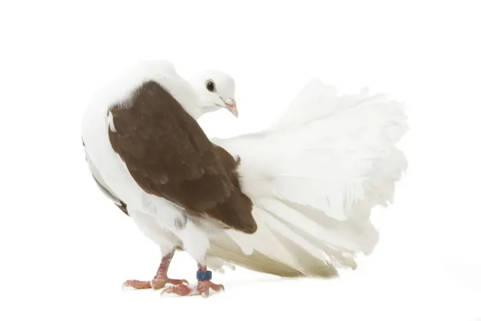 Framed Print : Fantail Pigeon Framed Print : Fantail Pigeon