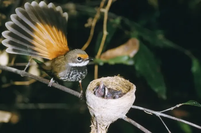 Framed Print : Fantail Rufous - with newborn in nest Framed Print : Fantail Rufous - with newborn in nest