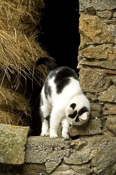 Farm cat -rubbing against wall
