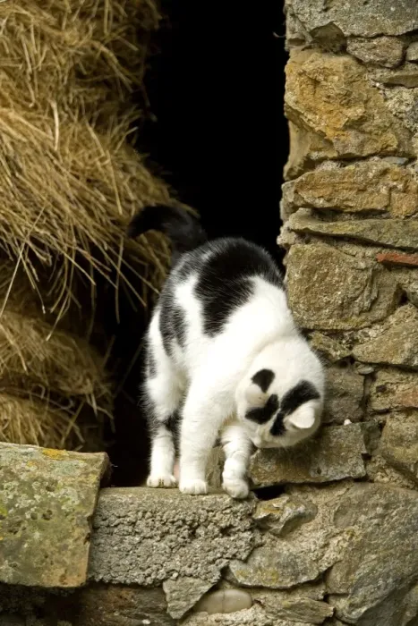 Framed Print : Farm cat -rubbing against wall Framed Print : Farm cat -rubbing against wall