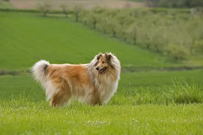 Framed Print : Farm dog - in field