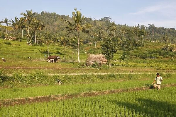 Farmer - in the rice fields  /  paddies  /  terraces near Sidemen in Bali - Indonesia