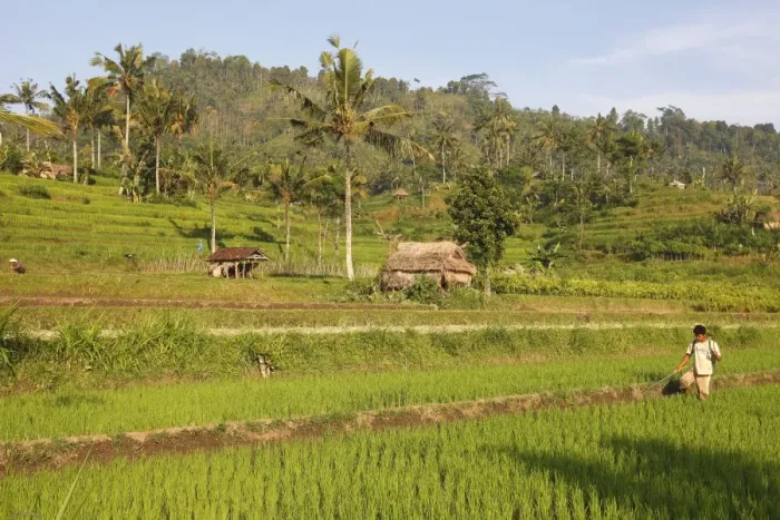 Framed Print : Farmer - in the rice fields / paddies / terraces near Sidemen in Bali - Indonesia Framed Print : Farmer - in the rice fields / paddies / terraces near Sidemen in Bali - Indonesia
