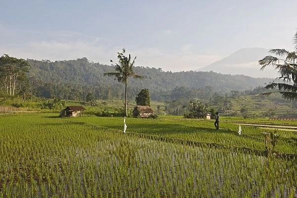 Farmers - in the rice fields  /  paddies  /  terraces near Sidemen in Bali - Indonesia