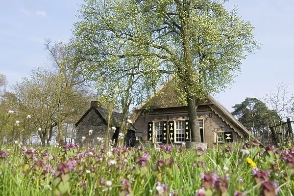 Farmhouse - In spring with field of flowers - The Netherlands, Overijssel, Ommen, Eerde estate