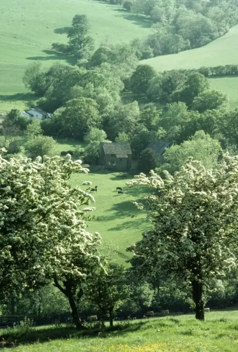 Framed Print : Farming AEB 2265 Hawthorns in blossom. Olchon Valley, Black Mts Herefordshire. © Liz Bomford  /  ARDEA LONDON