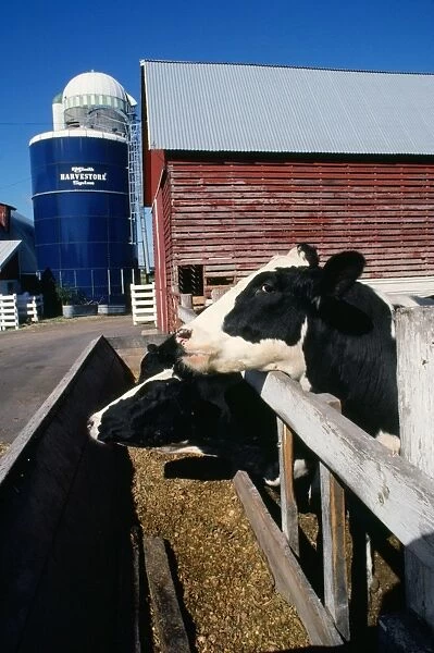 Farming - 'America's dairyland' Southern Wisconsin, USA