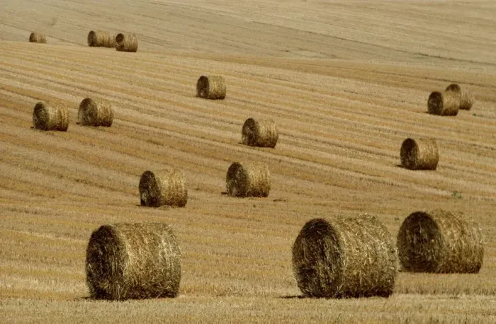 Framed Print : FARMING - Straw bales in field Framed Print : FARMING - Straw bales in field