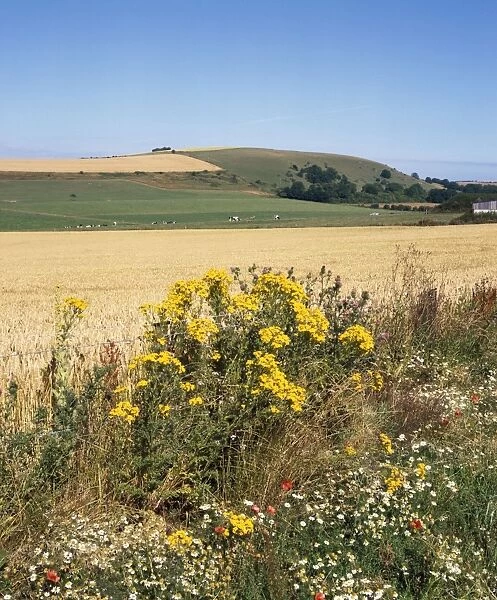 Farming - wild flowers growing on margin of weed free cornfield South Downs, Sussex, UK