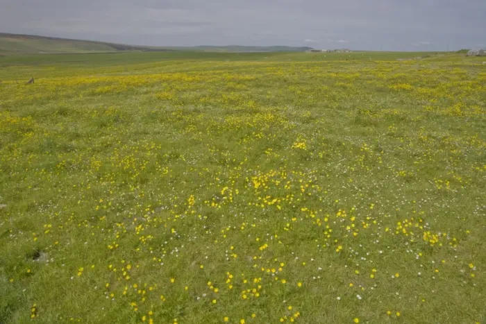 Framed Print : Farmland Flower Meadows - Mainland - Orkney LA005074 Framed Print : Farmland Flower Meadows - Mainland - Orkney LA005074