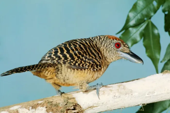Framed Print : Fasciated Antshrike Framed Print : Fasciated Antshrike