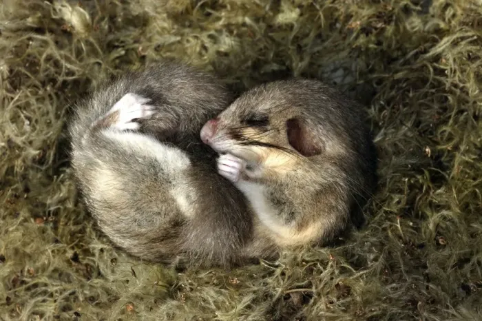 Framed Print : Fat Dormouse - Hibernating in Clematis vitalba seeds Framed Print : Fat Dormouse - Hibernating in Clematis vitalba seeds