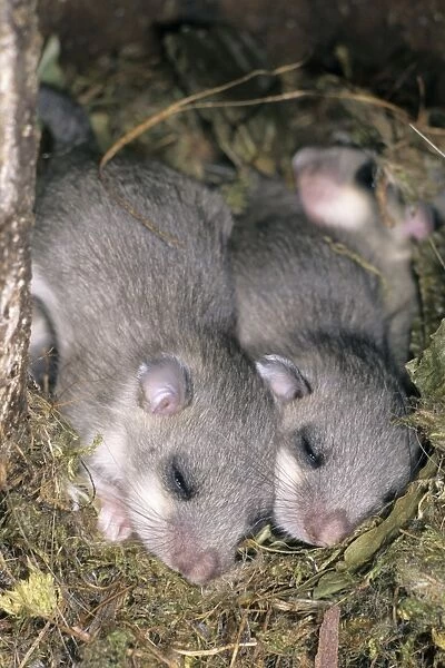 Fat  /  Edible Dormouse - 2 young animals asleep in nest - Lower Saxony - Germany
