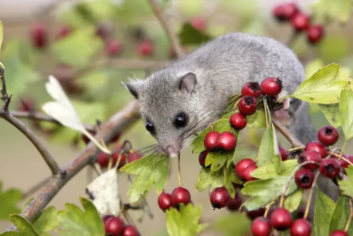 Framed Print : Fat / Edible Dormouse - with berries Framed Print : Fat / Edible Dormouse - with berries