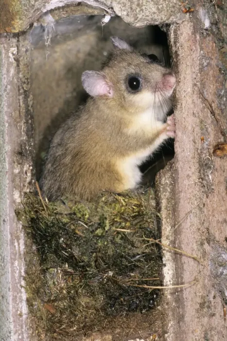 Framed Print : Fat / Edible Dormouse - in bird nesting box - Lower Saxony - Germany Framed Print : Fat / Edible Dormouse - in bird nesting box - Lower Saxony - Germany