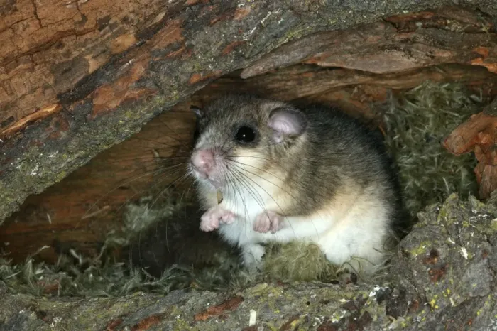 Framed Print : Fat  /  Edible Dormouse France