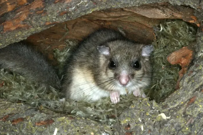 Framed Print : Fat / Edible Dormouse. France Framed Print : Fat / Edible Dormouse. France