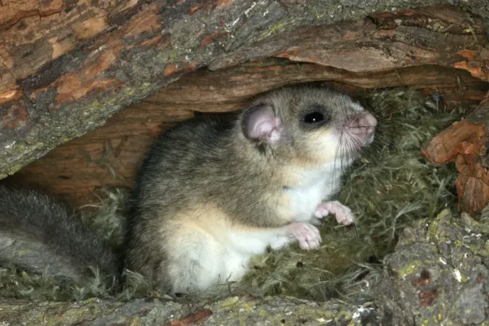 Framed Print : Fat / Edible Dormouse. France Framed Print : Fat / Edible Dormouse. France