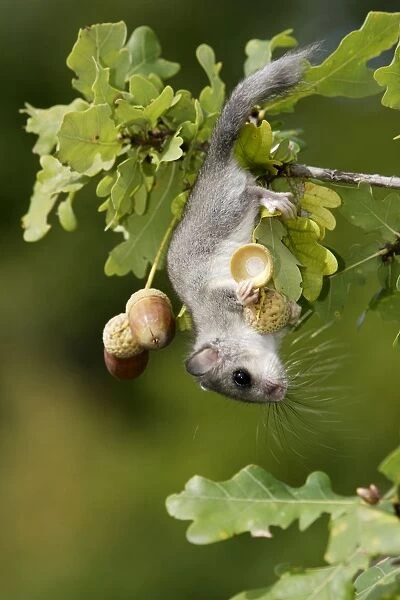 Fat  /  Edible Dormouse - in oak tree (quercus robur) feeding on acorns