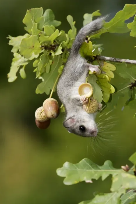 Framed Print : Fat / Edible Dormouse - in oak tree (quercus robur) feeding on acorns Framed Print : Fat / Edible Dormouse - in oak tree (quercus robur) feeding on acorns