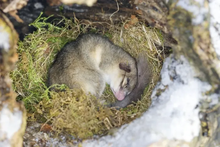 Framed Print : Fat / Edible Dormouse - sleeping. Alsace - France Framed Print : Fat / Edible Dormouse - sleeping. Alsace - France