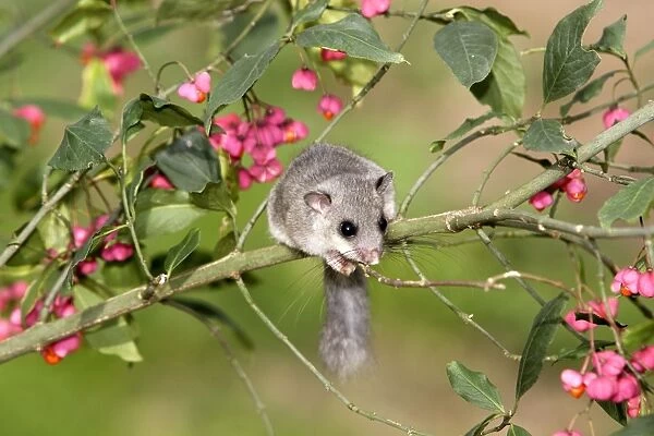 Fat  /  Edible Dormouse - in tree with flowers