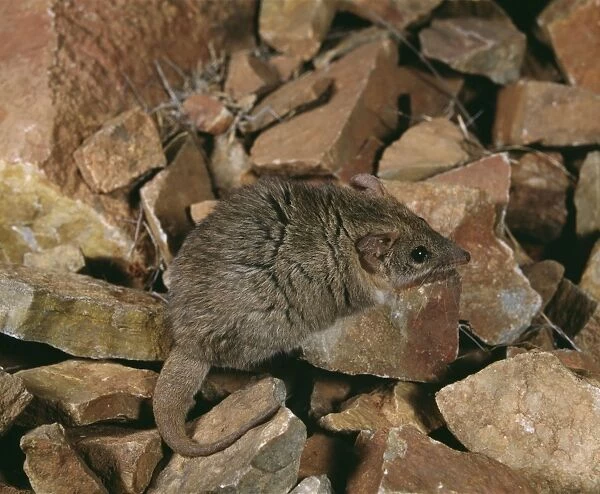 Fat Tailed Marsupial Mouse JPF 2182 Antechinus macdonnellensis © Jean-Paul Ferrero  /  ARDEA LONDON