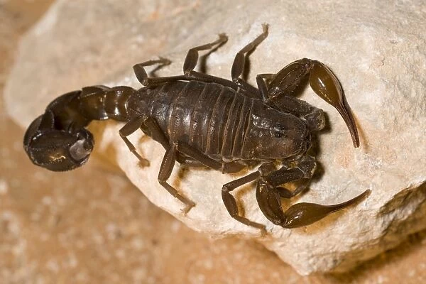 Fat tailed Scorpion - Abu Dhabi - United Arab Emirates