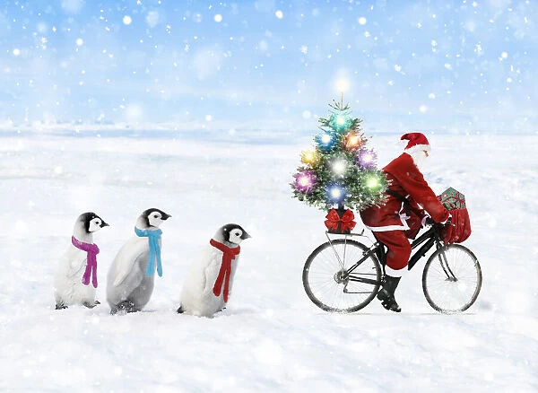 Father Christmas  /  Santa Claus cycling with a line of young Emperor Penguins wearing scarves