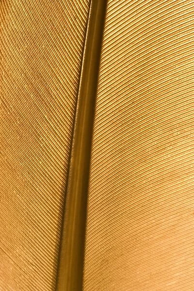Feather - close up detail