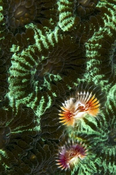 Feather Duster Worm  /  Christmas Tree Worm - on a Two Star Coloured Coral (Favia speciosa)