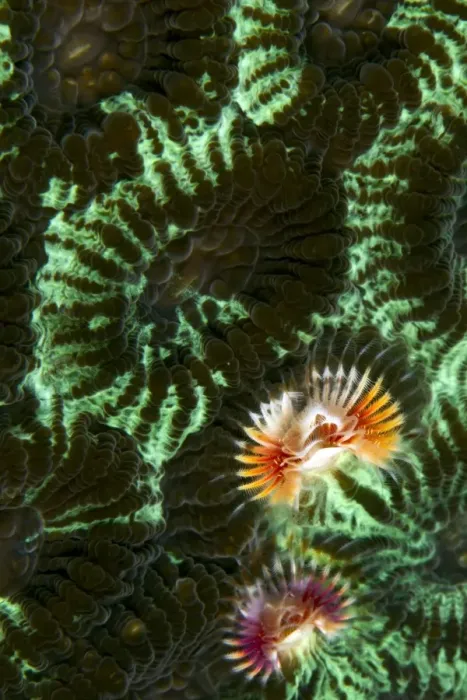 Framed Print : Feather Duster Worm / Christmas Tree Worm - on a Two Star Coloured Coral (Favia speciosa) Framed Print : Feather Duster Worm / Christmas Tree Worm - on a Two Star Coloured Coral (Favia speciosa)