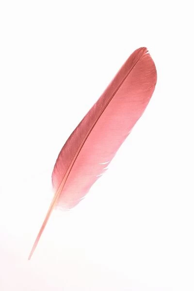 Feather - Red