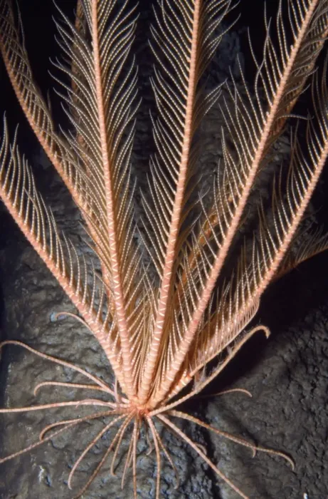 Framed Print : Feather Star - crinoid. Deep sea, depth to 3300 feet. Monterey Bay California USA Framed Print : Feather Star - crinoid. Deep sea, depth to 3300 feet. Monterey Bay California USA