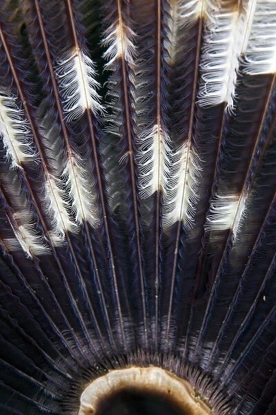 Feather Star - Indonesia