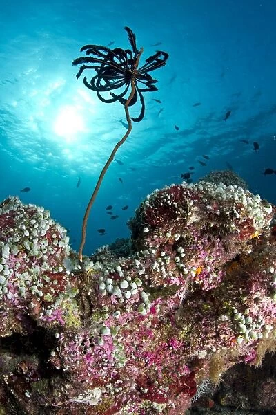 Feather Star on a reef filled with Green Urn Sea Squirt (Didemnum sp. ) and Pink Marine Sponges - Maldives