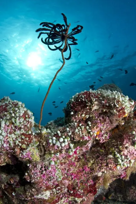Framed Print : Feather Star on a reef filled with Green Urn Sea Squirt (Didemnum sp. ) and Pink Marine Sponges - Maldives Framed Print : Feather Star on a reef filled with Green Urn Sea Squirt (Didemnum sp. ) and Pink Marine Sponges - Maldives