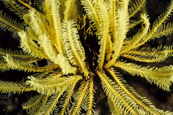 Framed Print : Feather stars (Order Comatulida), close relatives of sea stars, are named for the feathery appearance of their arms. These animals use their feathery arms to filter their food from the ocean currents Framed Print : Feather stars (Order Comatulida), close relatives of sea stars, are named for the feathery appearance of their arms. These animals use their feathery arms to filter their food from the ocean currents
